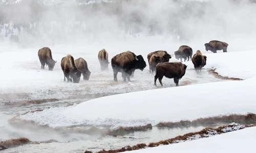 Yellowstone Bison Herd Lawsuit