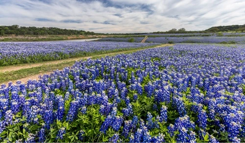 Pick Bluebonnets